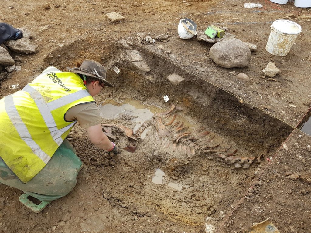 Border Archaeology staff reveal a largely intact cow skeleton deposited within a Romano-British refuse pit