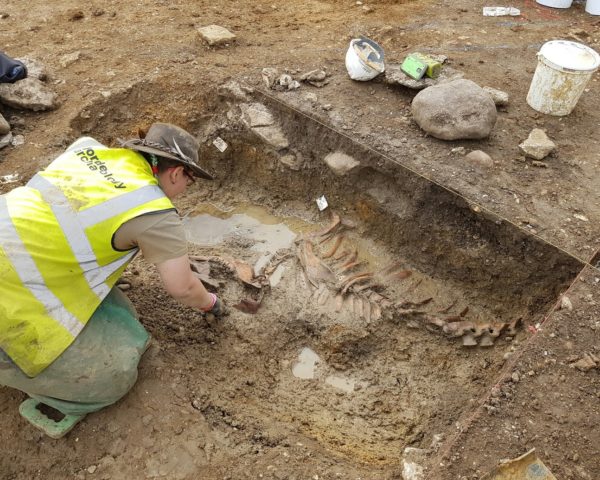 Border Archaeology staff reveal a largely intact cow skeleton deposited within a Romano-British refuse pit