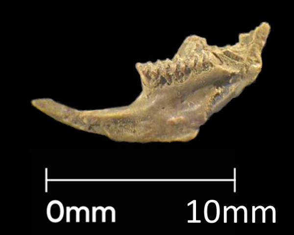 12mm vole jawbone from Roman soil sample