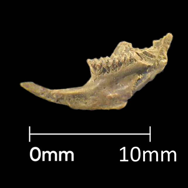 12mm vole jawbone from Roman soil sample