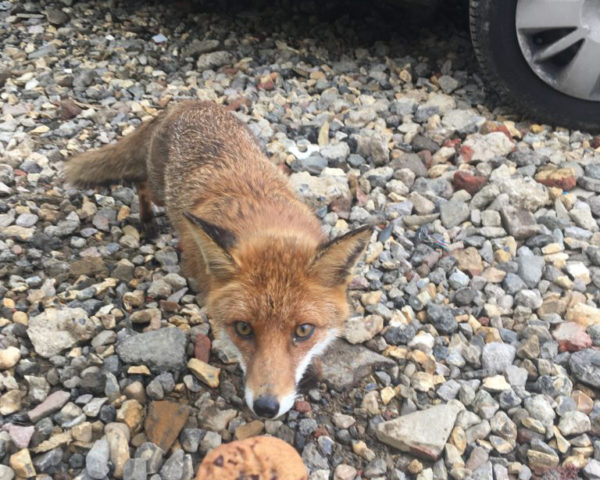 Hungry fox on archaeological site