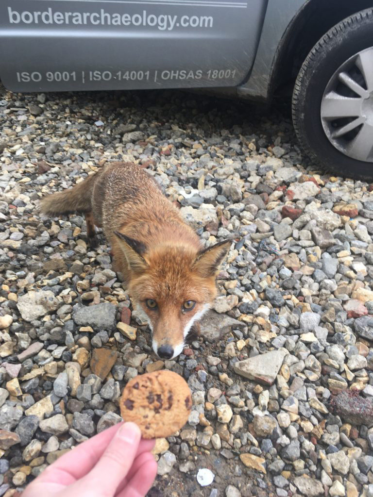 Hungry fox on archaeological site