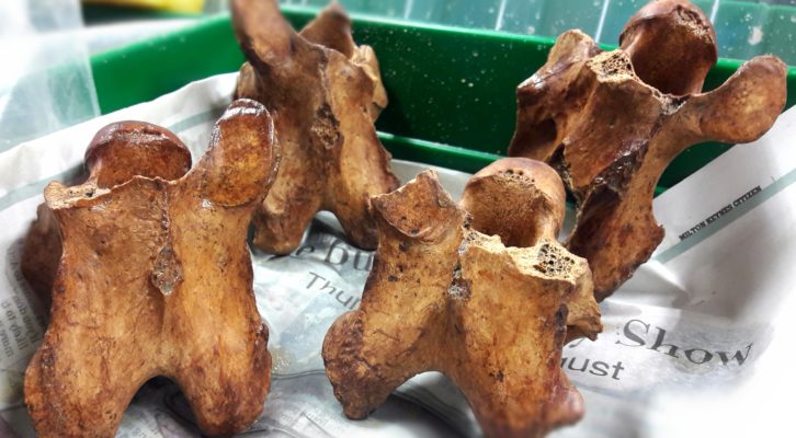 most likely Romano-British horse vertebrae unearthed during an archaeological excavation in Milton Keynes