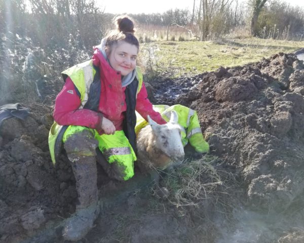 rescued sheep