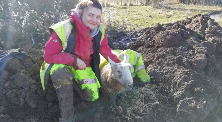rescued sheep