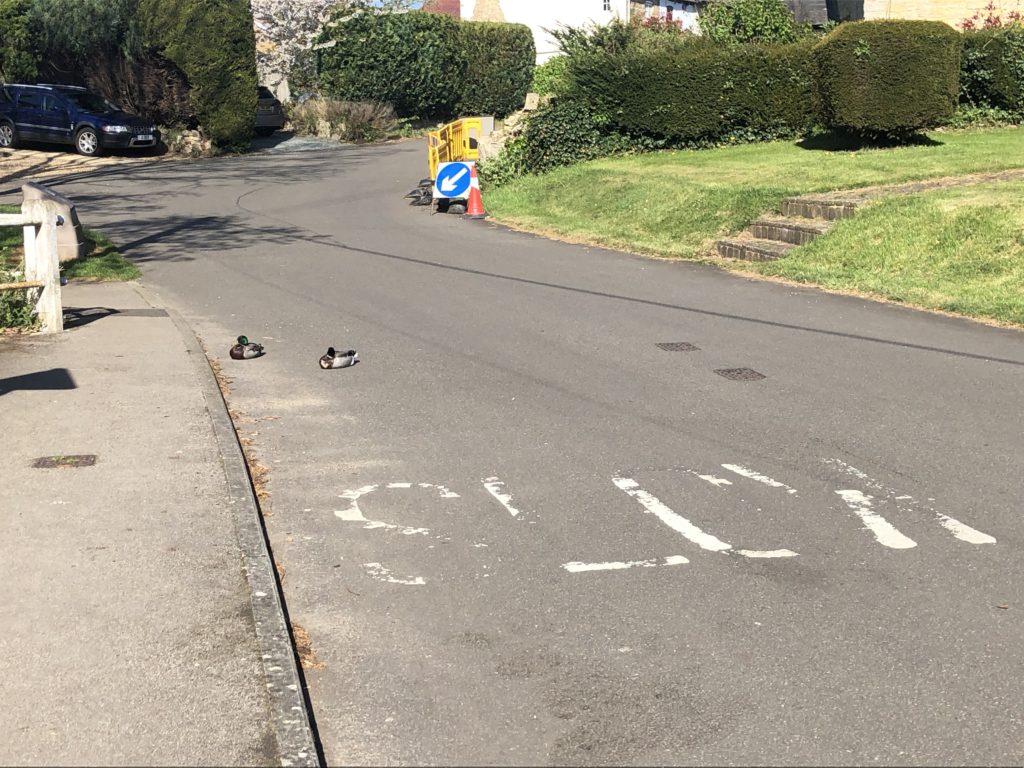 Ducks in road