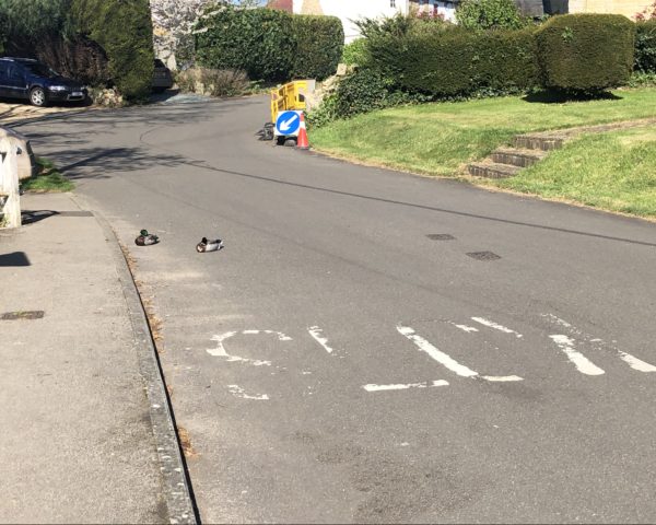 Ducks in road