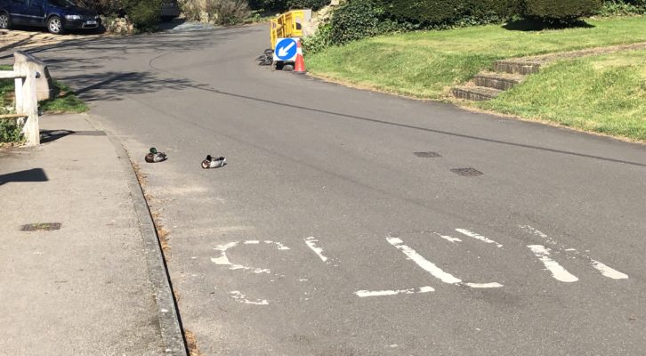 Ducks in road