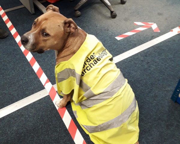 dog in hi vis vest