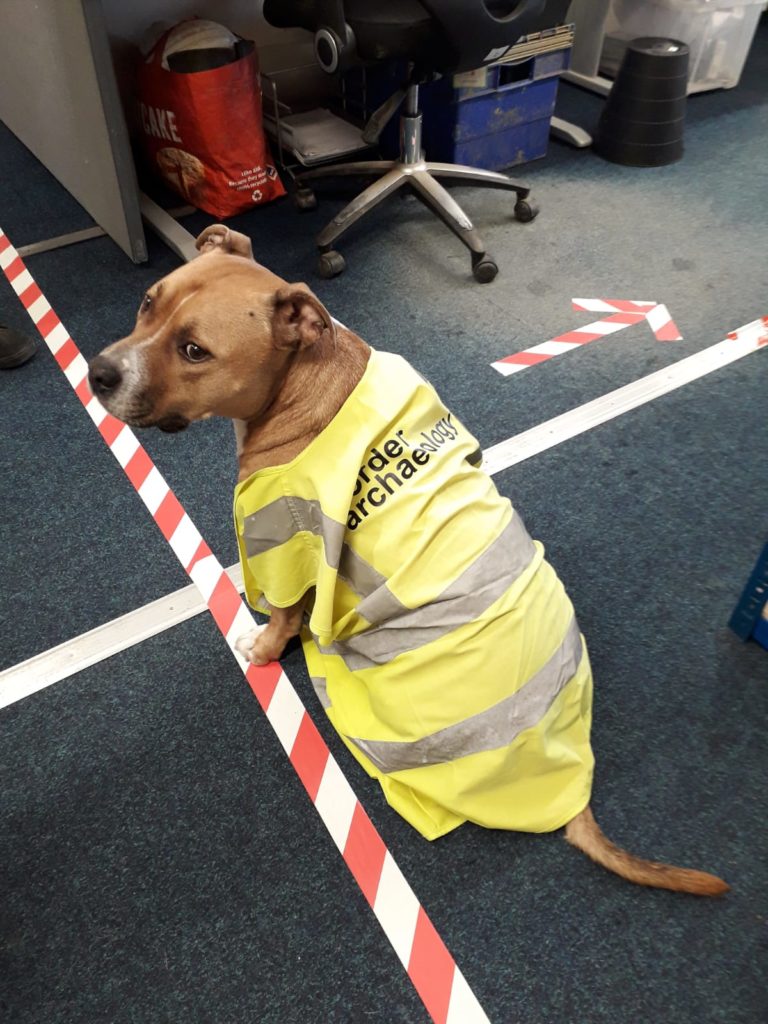 dog in hi vis vest