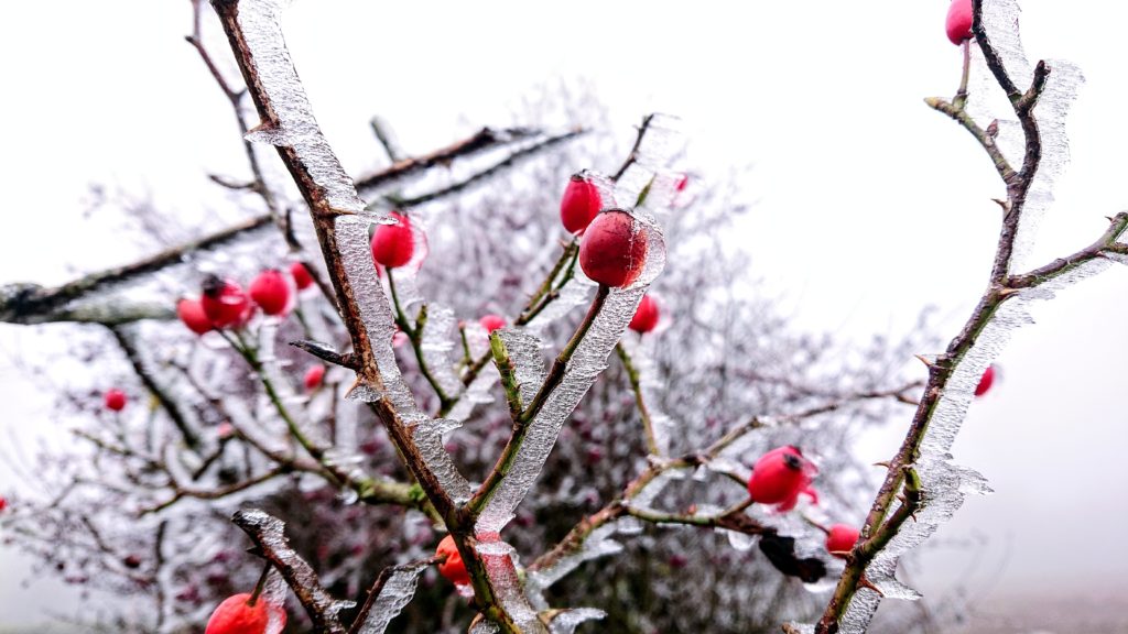 Frosty rosehips