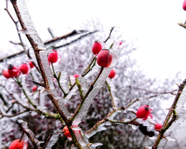 Frosty rosehips