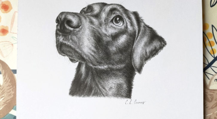 Catherine Connors Illustration