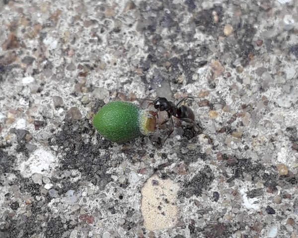 Teeny Weeny Ant