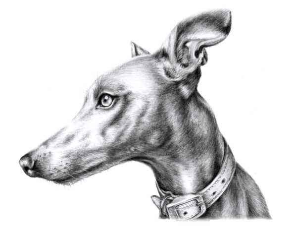 whippet