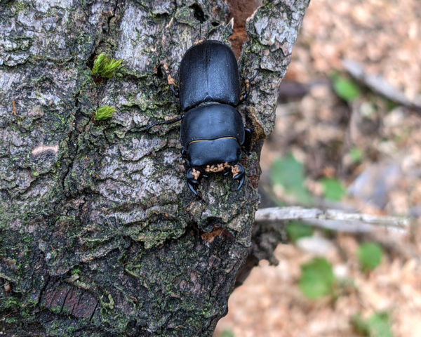 Male Lesser Stag beetle