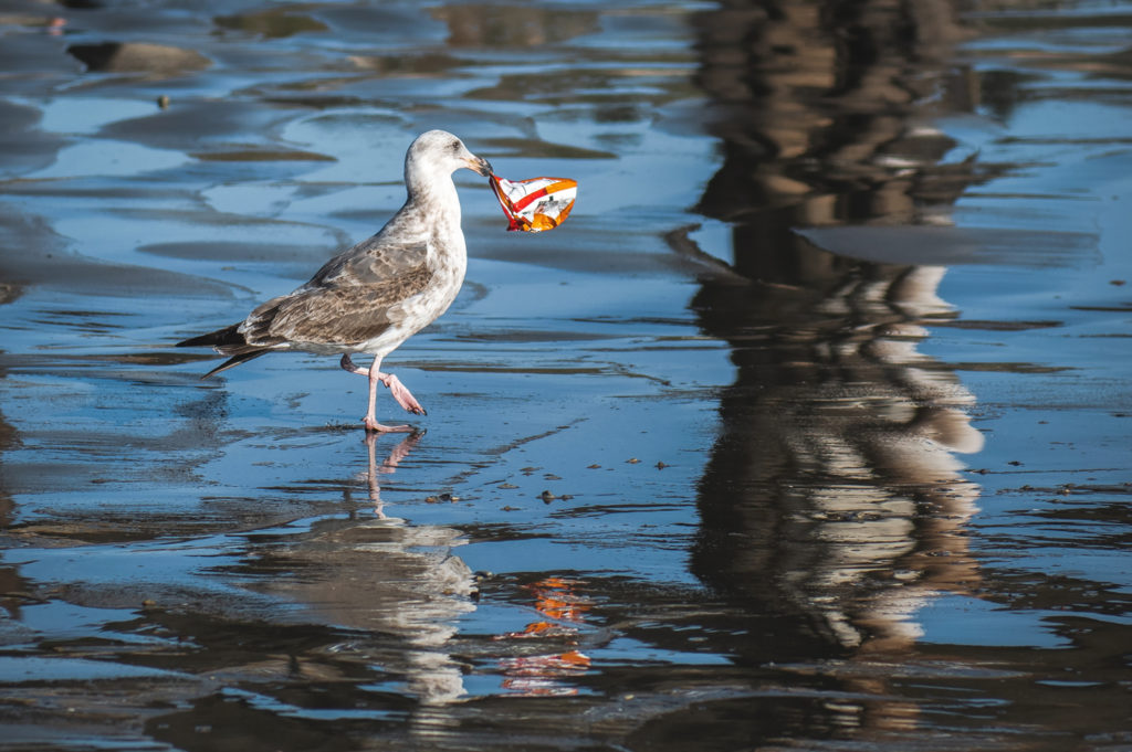 bird with plastic in its beak