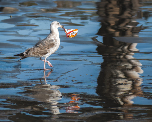 bird with plastic in its beak