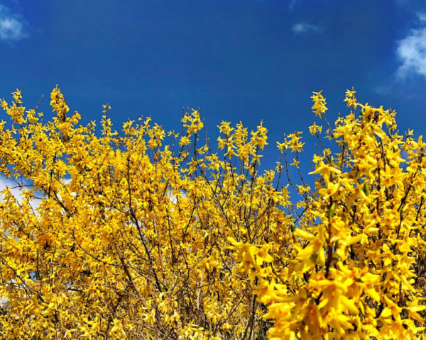 Ukrainian Forsythia