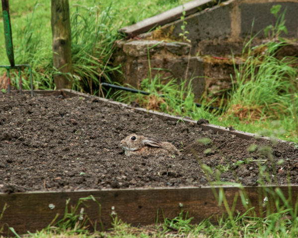 hare today gone tomorow