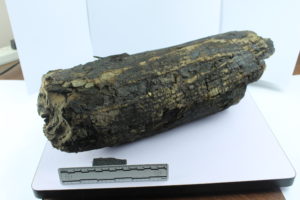 Photo 1. Preserved wood from waterlogged deposit next to the Thames taken for analysis to see if it related to a prehistoric trackway found in the vicinity. In house investigations concluded this wasn't worked wood and most likely the result of flooding and natural deposition.