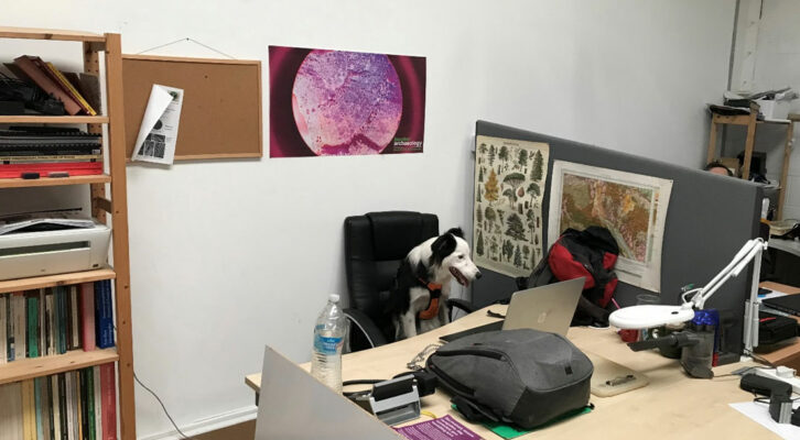 working dog