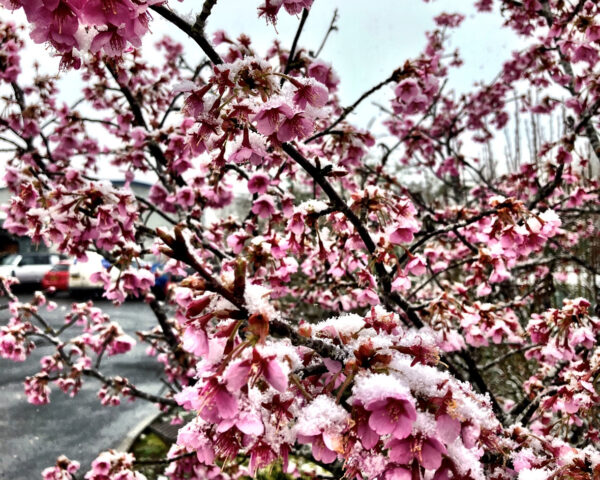 Cherry Ice - the frozen Border Archaeology cherry blossom at Leominster