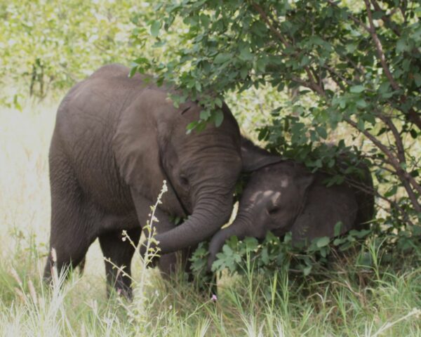 Play time in the bush