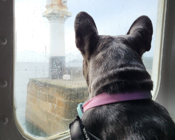sea dog