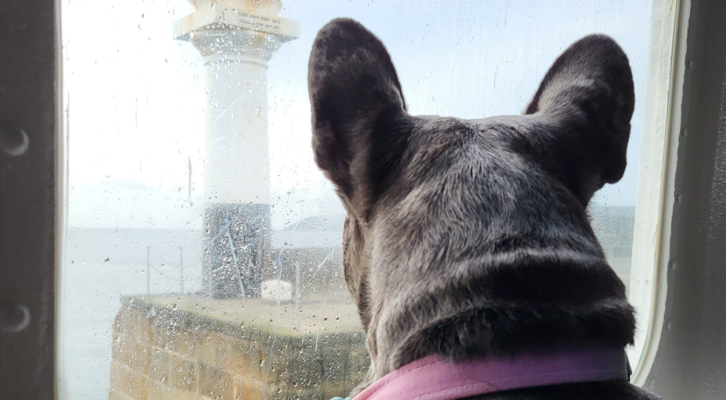 sea dog